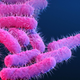An illustration of drug-resistant Shigella bacteria, listed as one of the most serious antibiotic-resistant threats in the U.S. by the CDC.